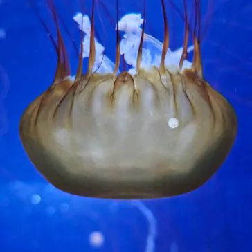 新江ノ島水族館に投稿された画像（2026/8/10）