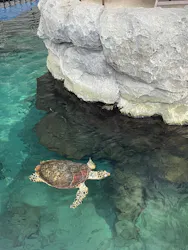 名古屋港水族館に投稿された画像（2026/8/10）