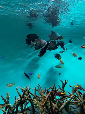 葛西臨海水族園に投稿された画像（2026/8/10）