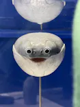 特別展　大絶滅展に投稿された画像（2026/8/10）