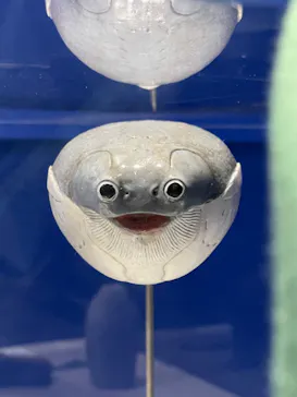 特別展　大絶滅展に投稿された画像（2026/8/10）