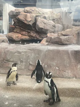 京都水族館に投稿された画像（2026/8/10）