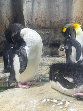 仙台うみの杜水族館に投稿された画像（2026/8/10）