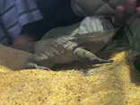 カワスイ 川崎⽔族館に投稿された画像（2026/8/10）