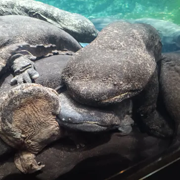 京都水族館に投稿された画像（2026/8/10）