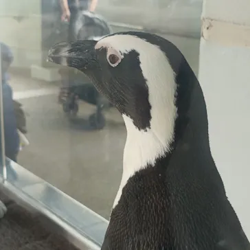 京都水族館に投稿された画像（2026/8/10）