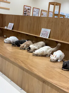 Cat Café MOFF コクーンシティさいたま新都心店に投稿された画像（2026/8/10）