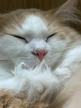 Cat Café MOFF コクーンシティさいたま新都心店に投稿された画像（2026/8/10）