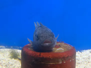 越前松島水族館に投稿された画像（2026/8/10）