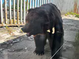 のぼりべつクマ牧場に投稿された画像（2026/8/10）