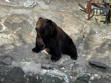 のぼりべつクマ牧場に投稿された画像（2026/8/10）