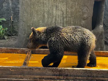 のぼりべつクマ牧場に投稿された画像（2026/8/10）