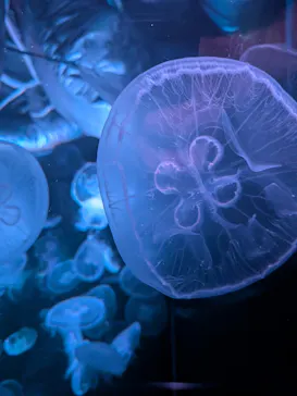 京都水族館に投稿された画像（2026/8/10）