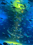 サンシャイン水族館に投稿された画像（2026/8/10）