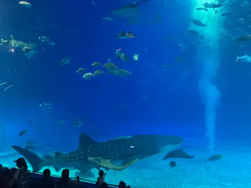 沖縄美ら海水族館に投稿された画像（2026/8/10）