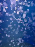 新江ノ島水族館に投稿された画像（2026/8/10）