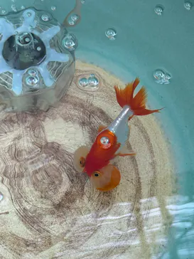 環境水族館アクアマリンふくしまに投稿された画像（2026/8/10）