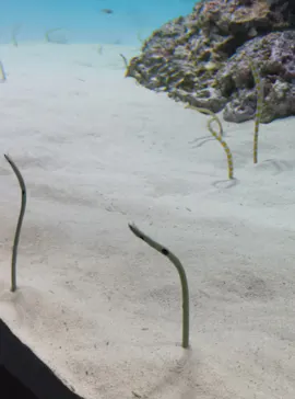 アクアワールド茨城県大洗水族館に投稿された画像（2026/8/10）