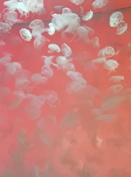 アクアワールド茨城県大洗水族館に投稿された画像（2026/8/10）