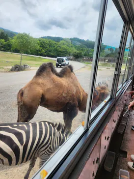 秋吉台自然動物公園 サファリランドに投稿された画像（2026/8/10）