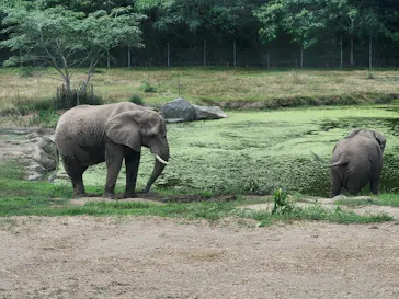 秋吉台自然動物公園 サファリランドに投稿された画像（2026/8/10）