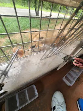 秋吉台自然動物公園 サファリランドに投稿された画像（2026/8/10）