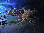 竹島水族館に投稿された画像（2026/8/10）