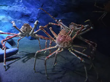 竹島水族館に投稿された画像（2026/8/10）