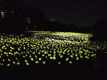 チームラボ ボタニカルガーデン 大阪に投稿された画像（2026/8/10）
