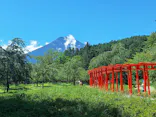 忍野 しのびの里に投稿された画像（2026/8/11）