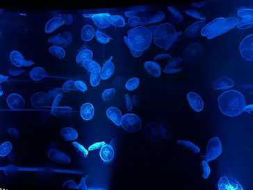 京都水族館に投稿された画像（2026/8/10）