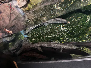 京都水族館に投稿された画像（2026/8/10）