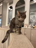 猫カフェモカ　イオンモール高崎店に投稿された画像（2026/8/11）