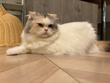 猫カフェモカ　イオンモール高崎店に投稿された画像（2026/8/10）