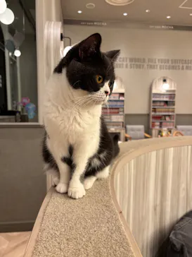 猫カフェモカ　イオンモール高崎店に投稿された画像（2026/8/10）