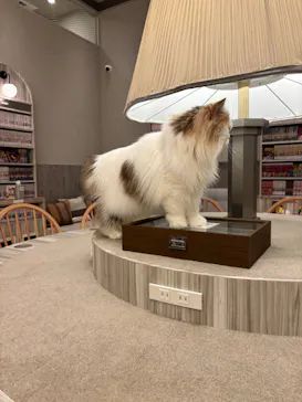 猫カフェモカ　イオンモール高崎店に投稿された画像（2026/8/10）