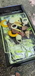 ナラ入沢渓流釣りキャンプ場に投稿された画像（2026/8/11）