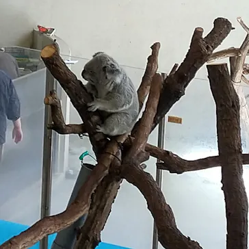 多摩動物公園に投稿された画像（2026/8/10）