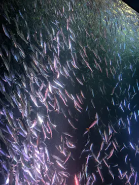 名古屋港水族館に投稿された画像（2026/8/10）