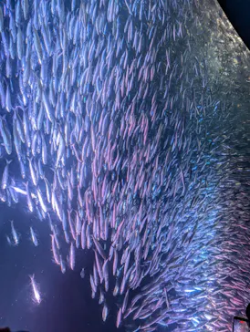 名古屋港水族館に投稿された画像（2026/8/10）