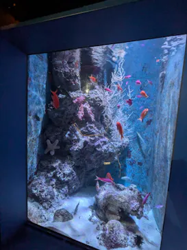 沖縄美ら海水族館に投稿された画像（2026/8/11）