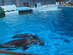 名古屋港水族館に投稿された画像（2026/8/11）