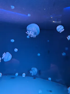 京都水族館に投稿された画像（2026/8/11）