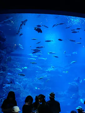 京都水族館に投稿された画像（2026/8/11）