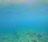 武藤潜水に投稿された画像（2026/8/11）