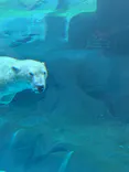 天王寺動物園に投稿された画像（2026/8/11）