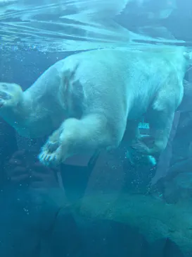 天王寺動物園に投稿された画像（2026/8/11）