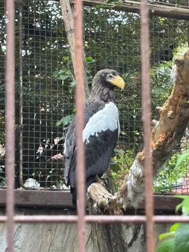 恩賜上野動物園に投稿された画像（2026/8/11）