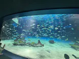 サンシャイン水族館に投稿された画像（2026/8/11）