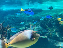 名古屋港水族館に投稿された画像（2026/8/11）